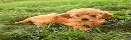 Mini Goldendoodle dogs for sale: Florinda - Ad 2