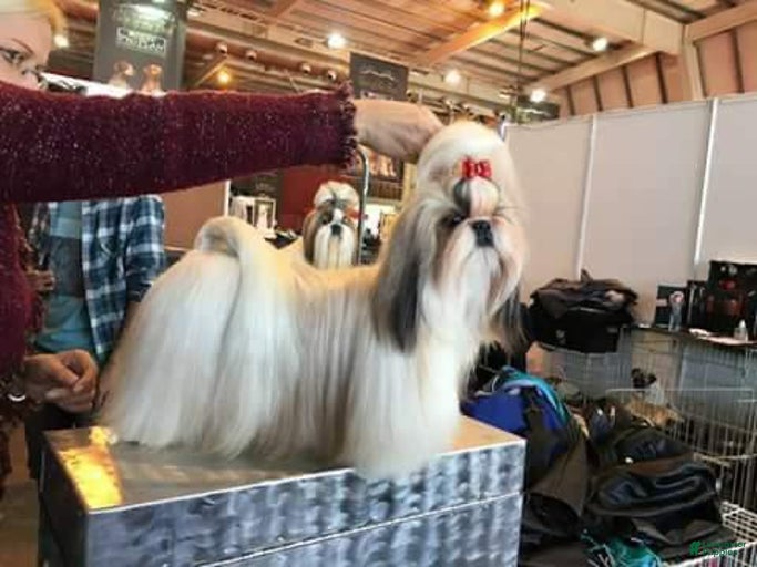 Gallery Image {{count}}