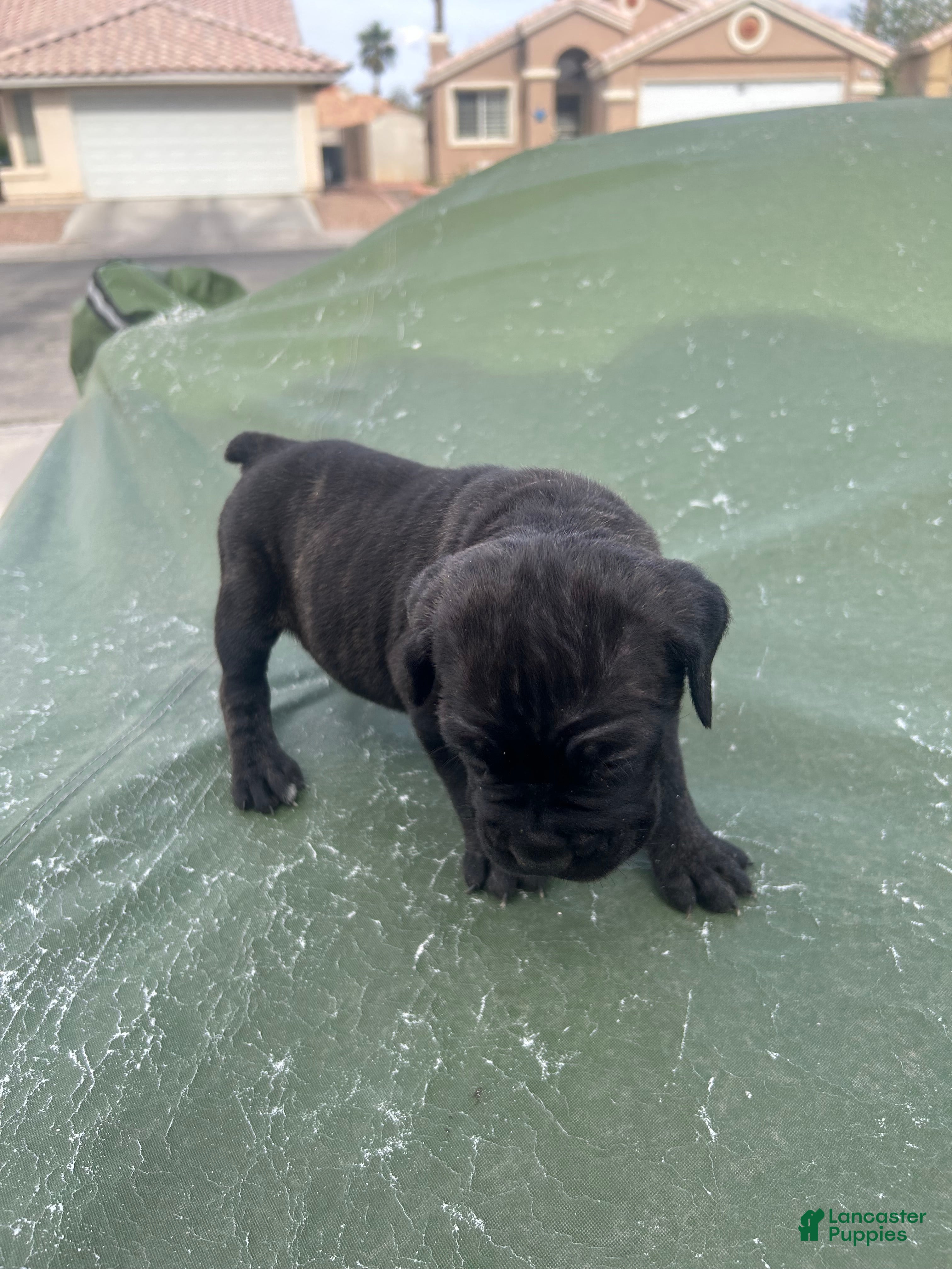Cane Corso dogs Cane Corso Puppy 5 - Ad 4