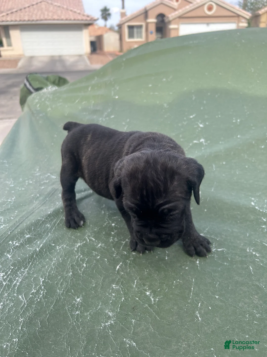 Cane Corso dogs for sale: Cane Corso Puppy 5 - Ad 1