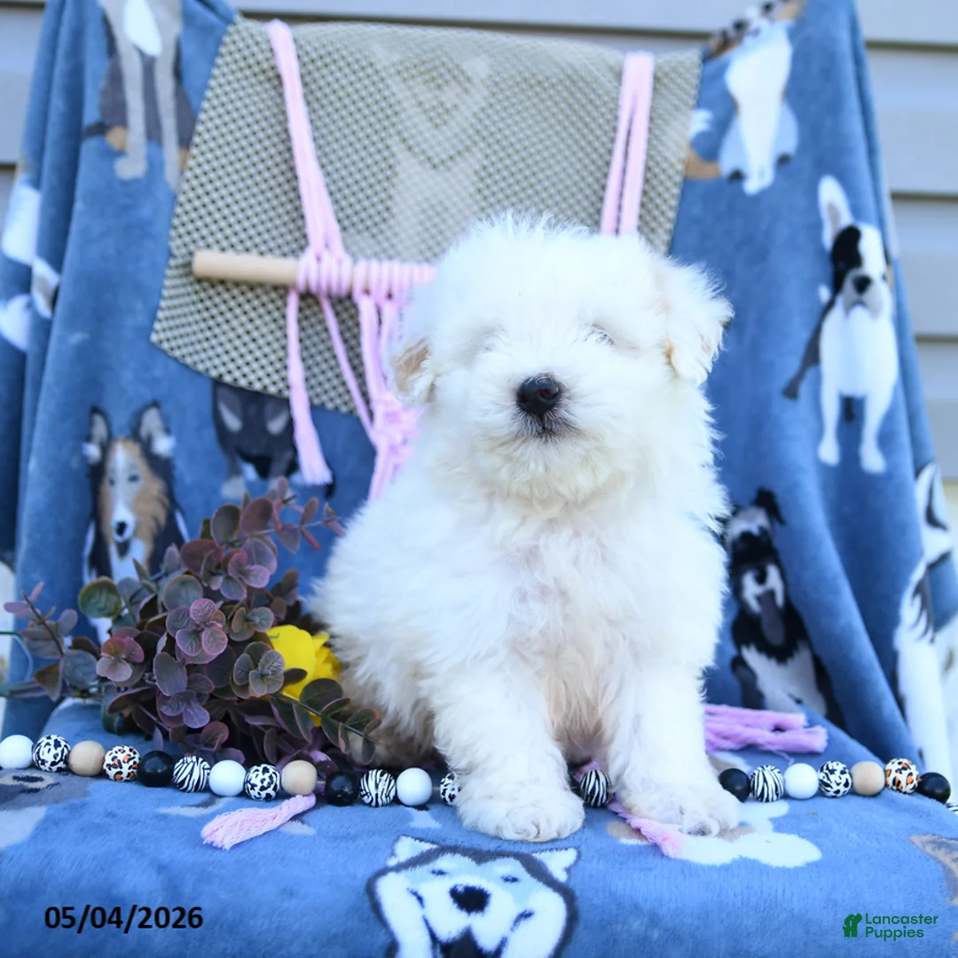 Maltipoo dogs for sale: Andrew - Ad 2