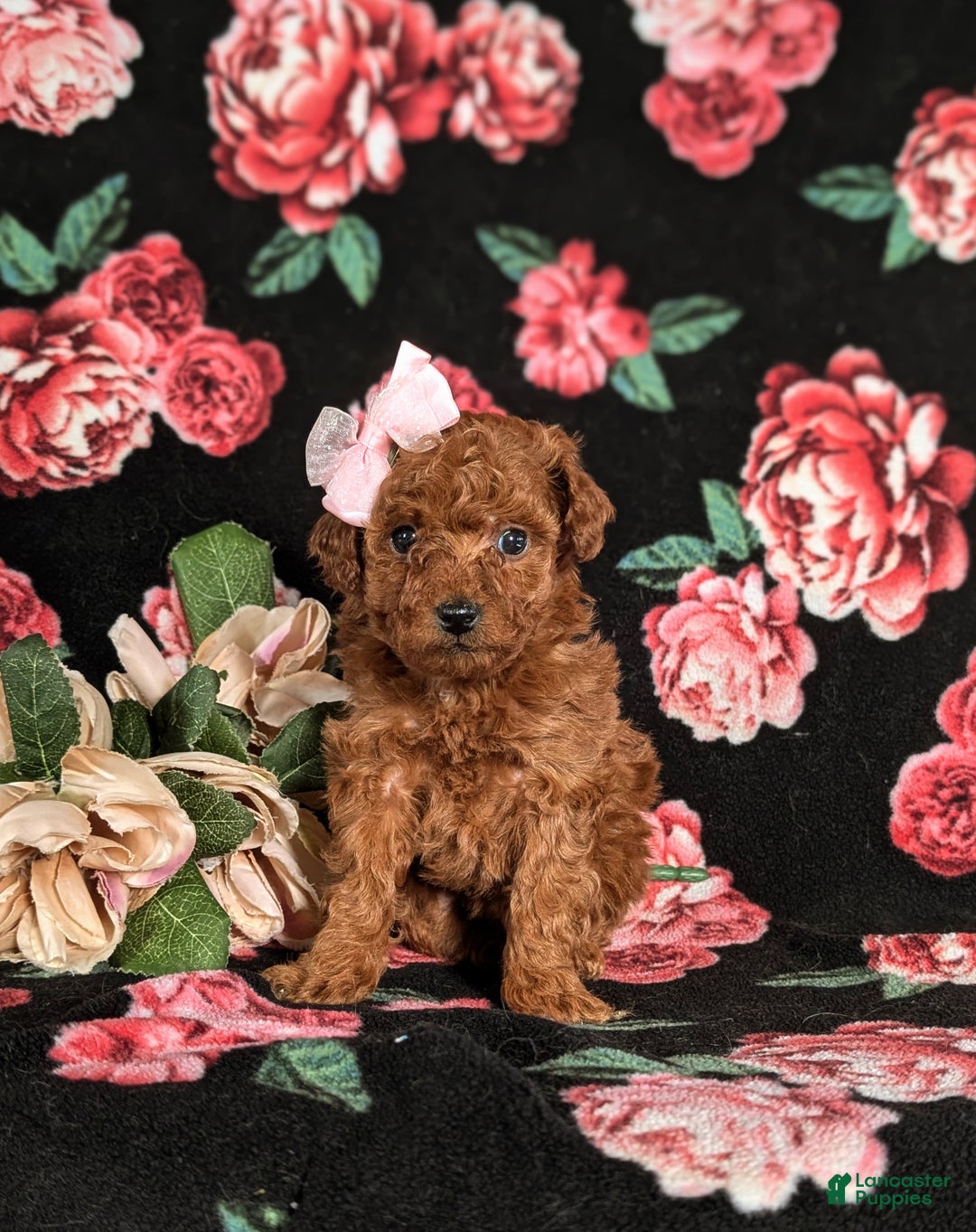 Toy Poodle dogs for sale: Elisa - Ad 2