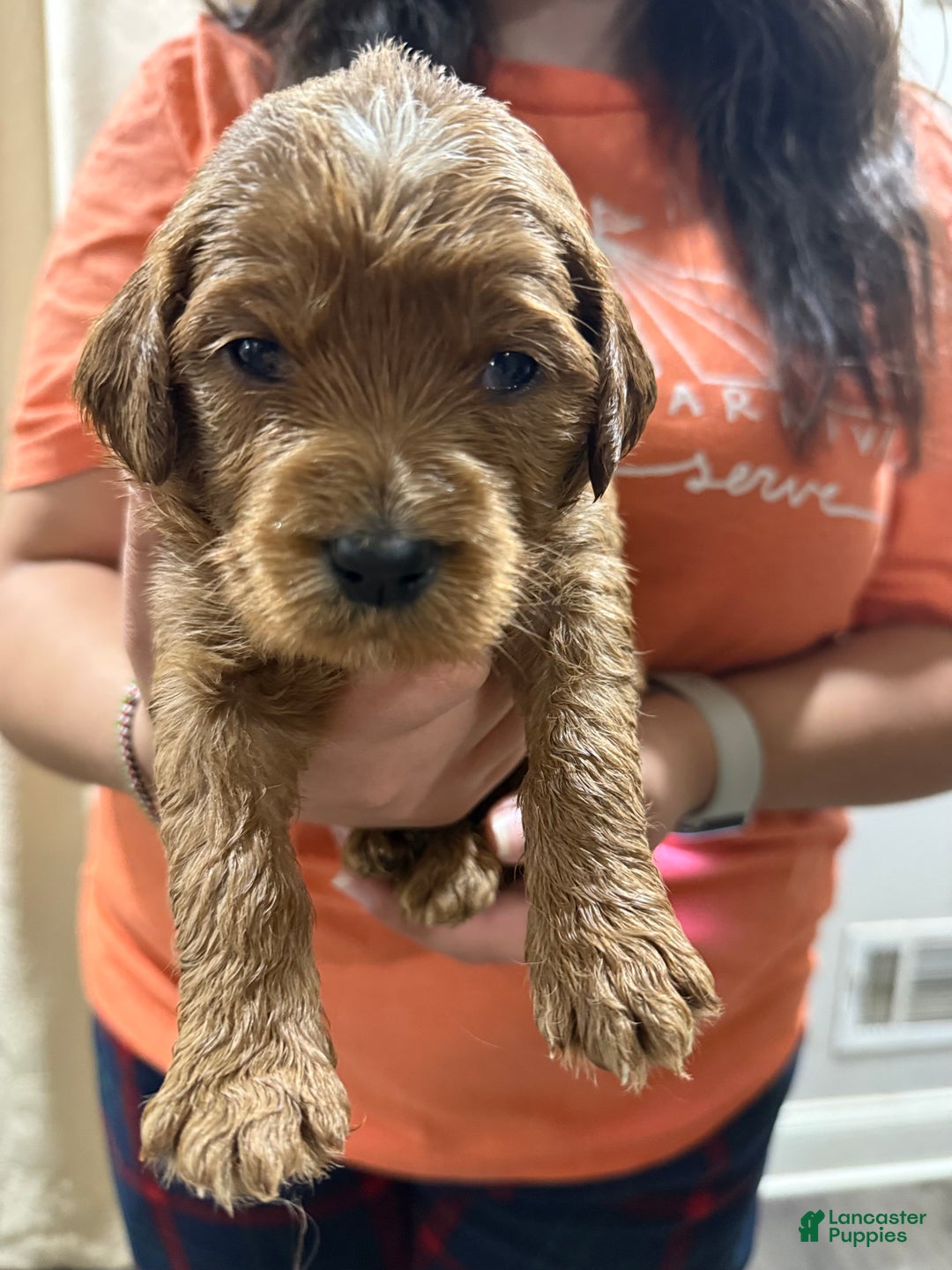 Goldendoodle dogs for sale: Pongo - Ad 7