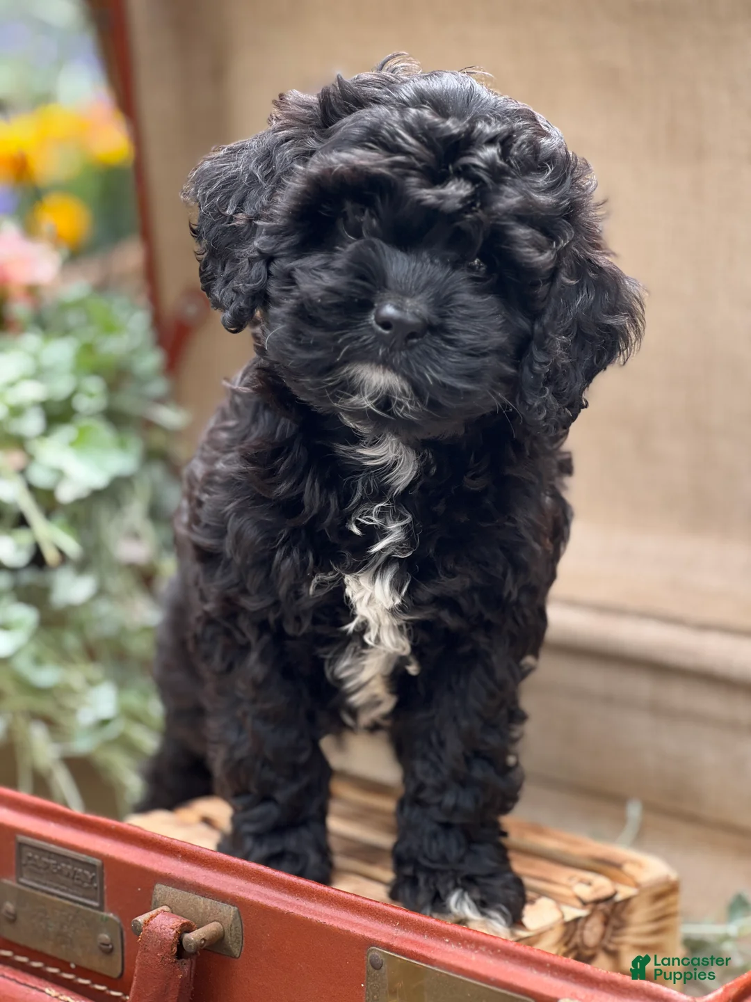 Cavapoo dogs for sale: Khian - Ad 2