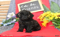 Mini Goldendoodle dogs for sale: Coconut - Image 17