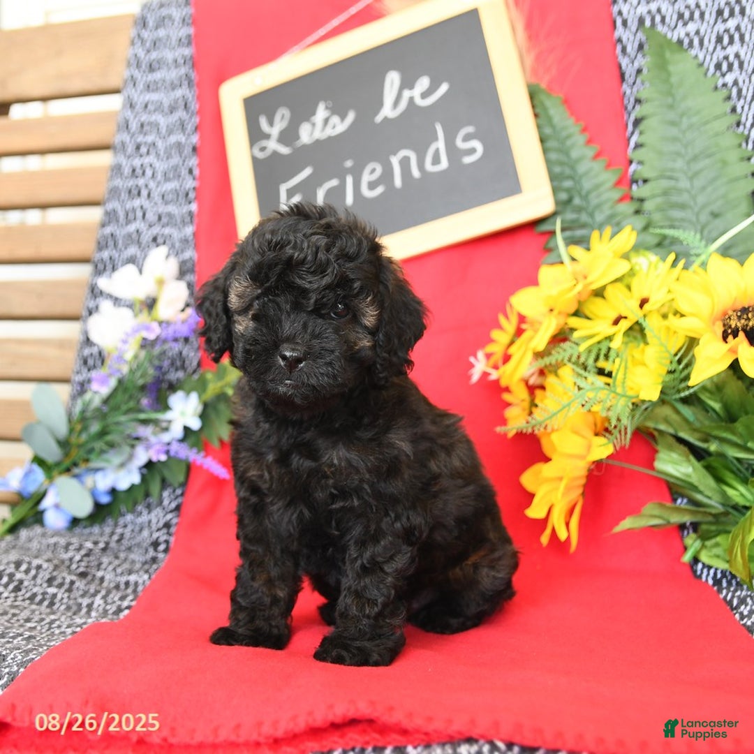 Mini Goldendoodle dogs for sale: Coconut - Image 17
