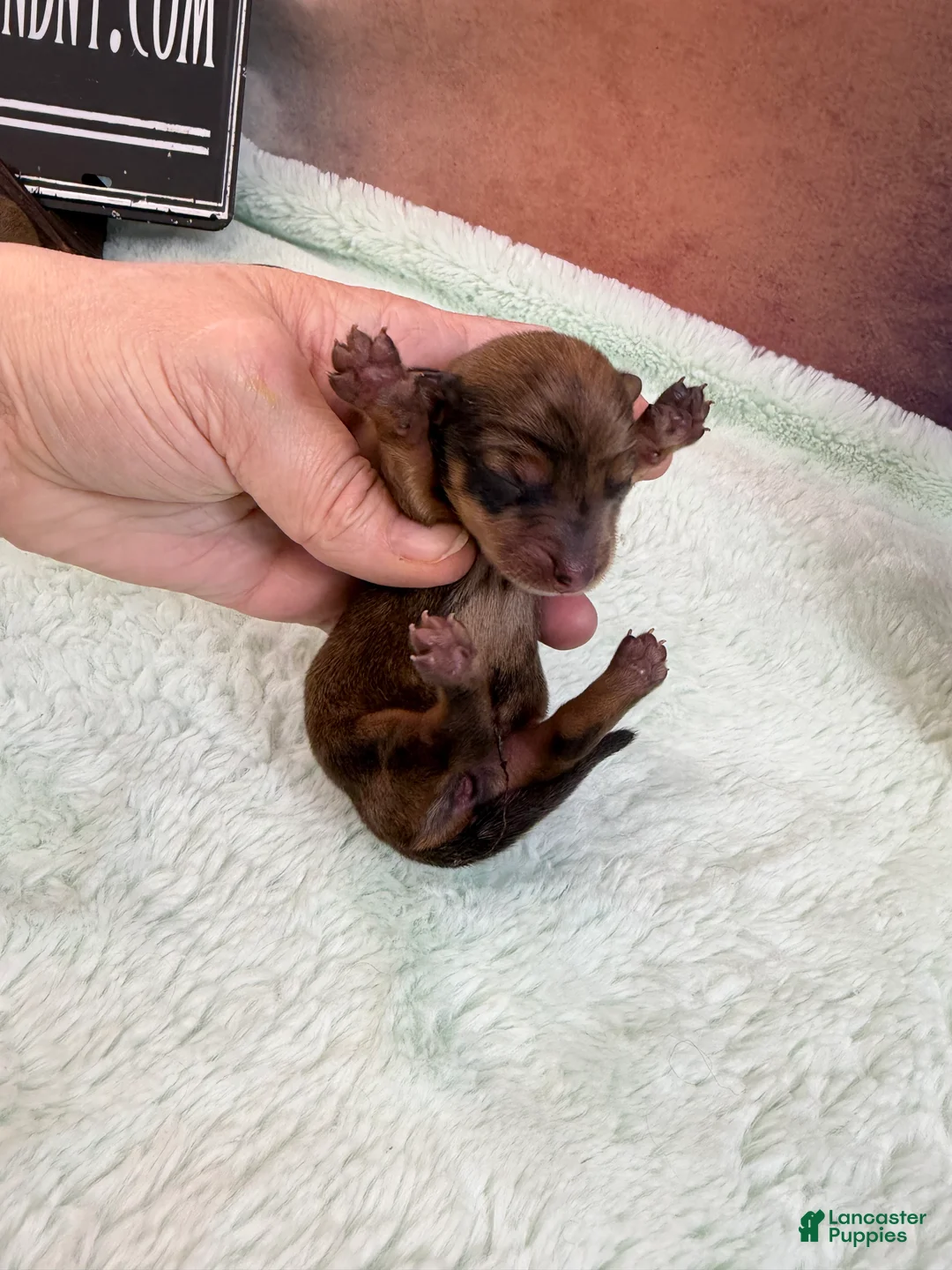Miniature Dachshund dogs for sale: Smooth red dapple F - Ad 1