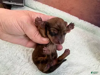 Miniature Dachshund dogs Smooth red dapple F - Ad 25