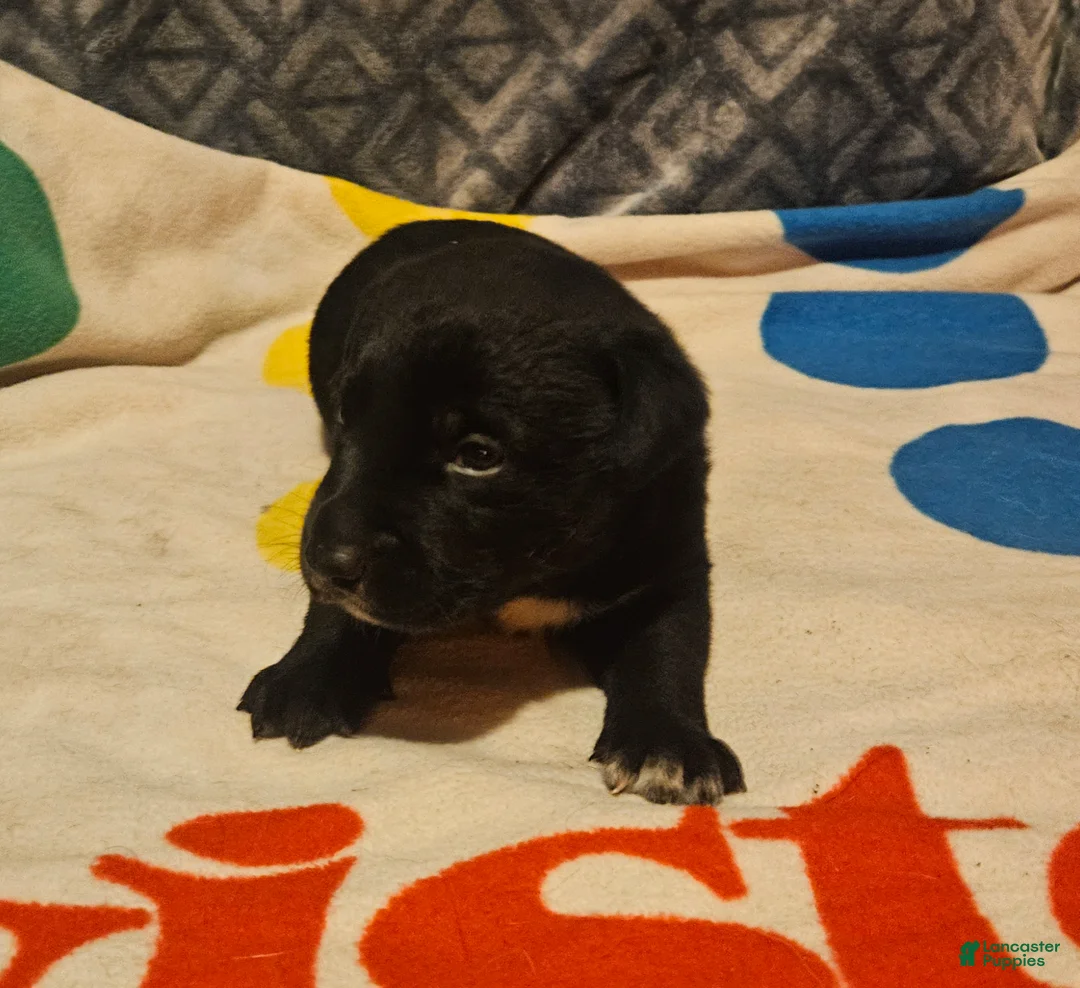 Border Collie dogs for sale: Charley - Ad 5