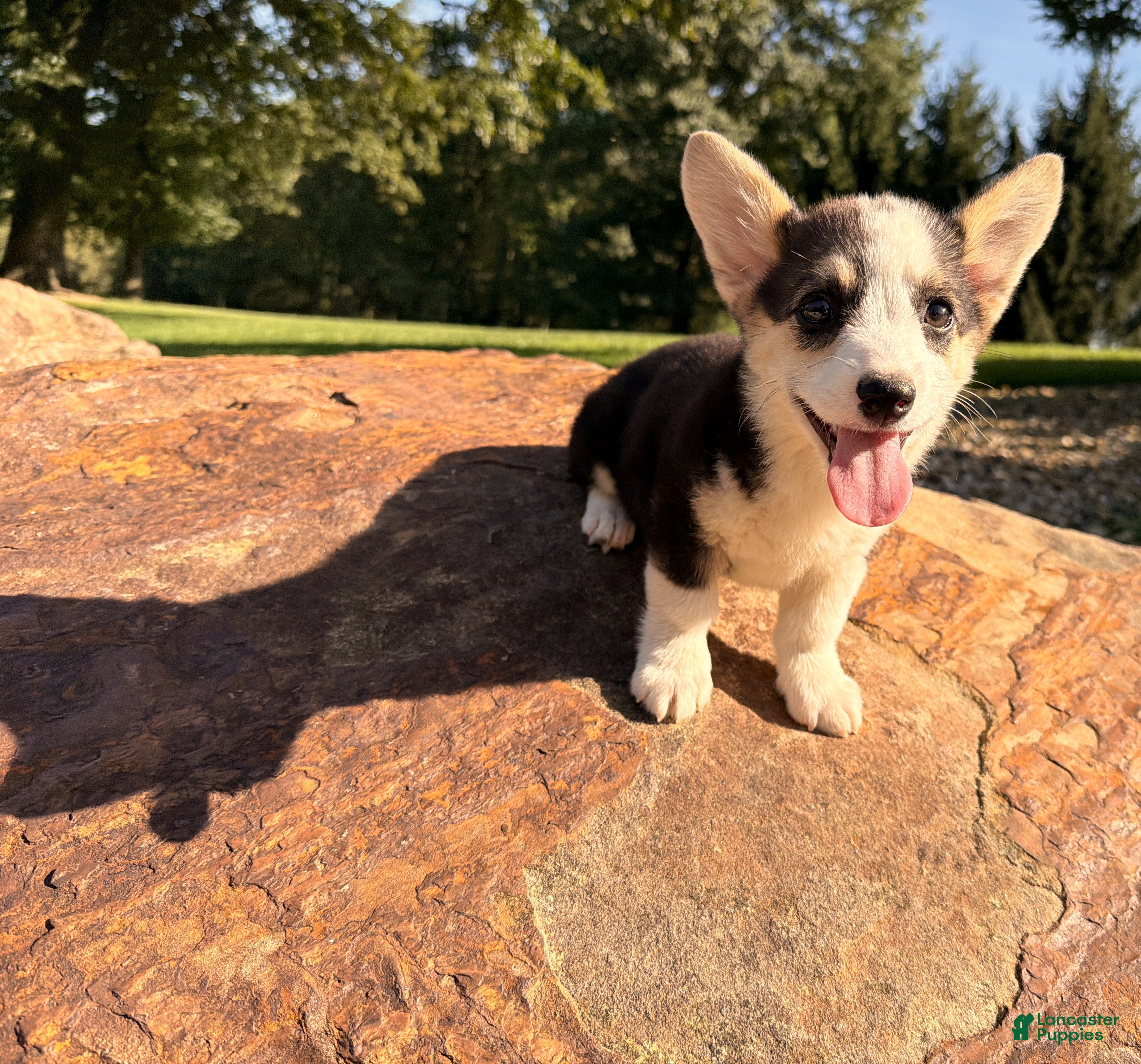 Welsh Corgi Pembroke dogs Kelsy - Ad 2