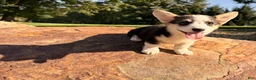 Welsh Corgi Pembroke dogs for sale: Kelsy - Ad 2