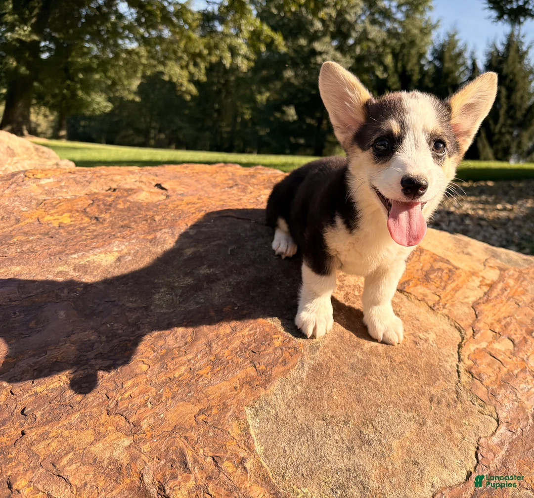 Welsh Corgi Pembroke dogs for sale: Kelsy - Ad 2