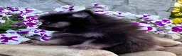 Pomeranian dogs for sale: Shadow - Ad 6