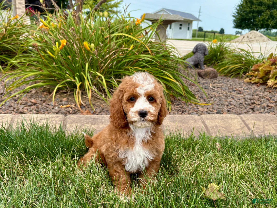 Cavapoo dogs for sale: Cavapoo female 1 - Ad 9