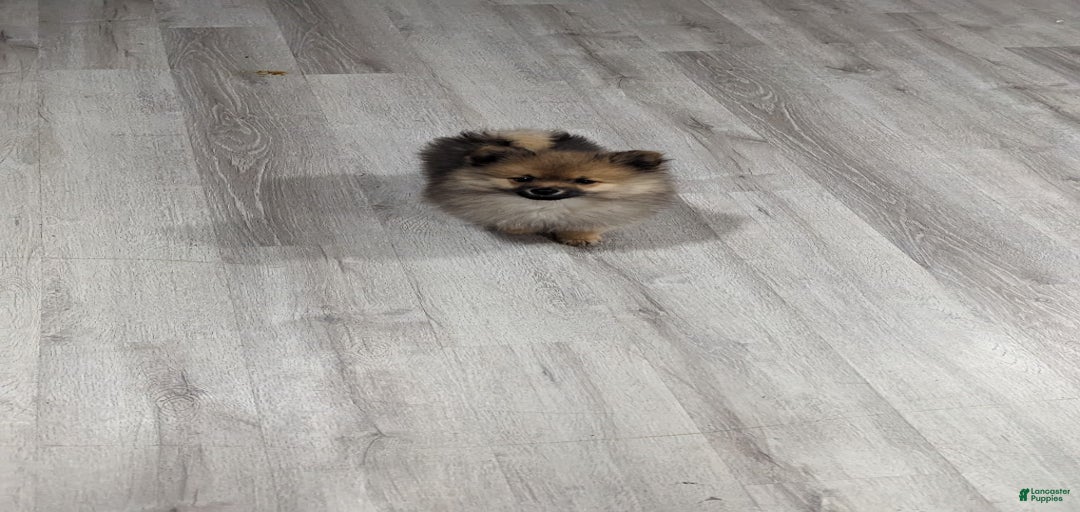 Gallery Image {{count}}