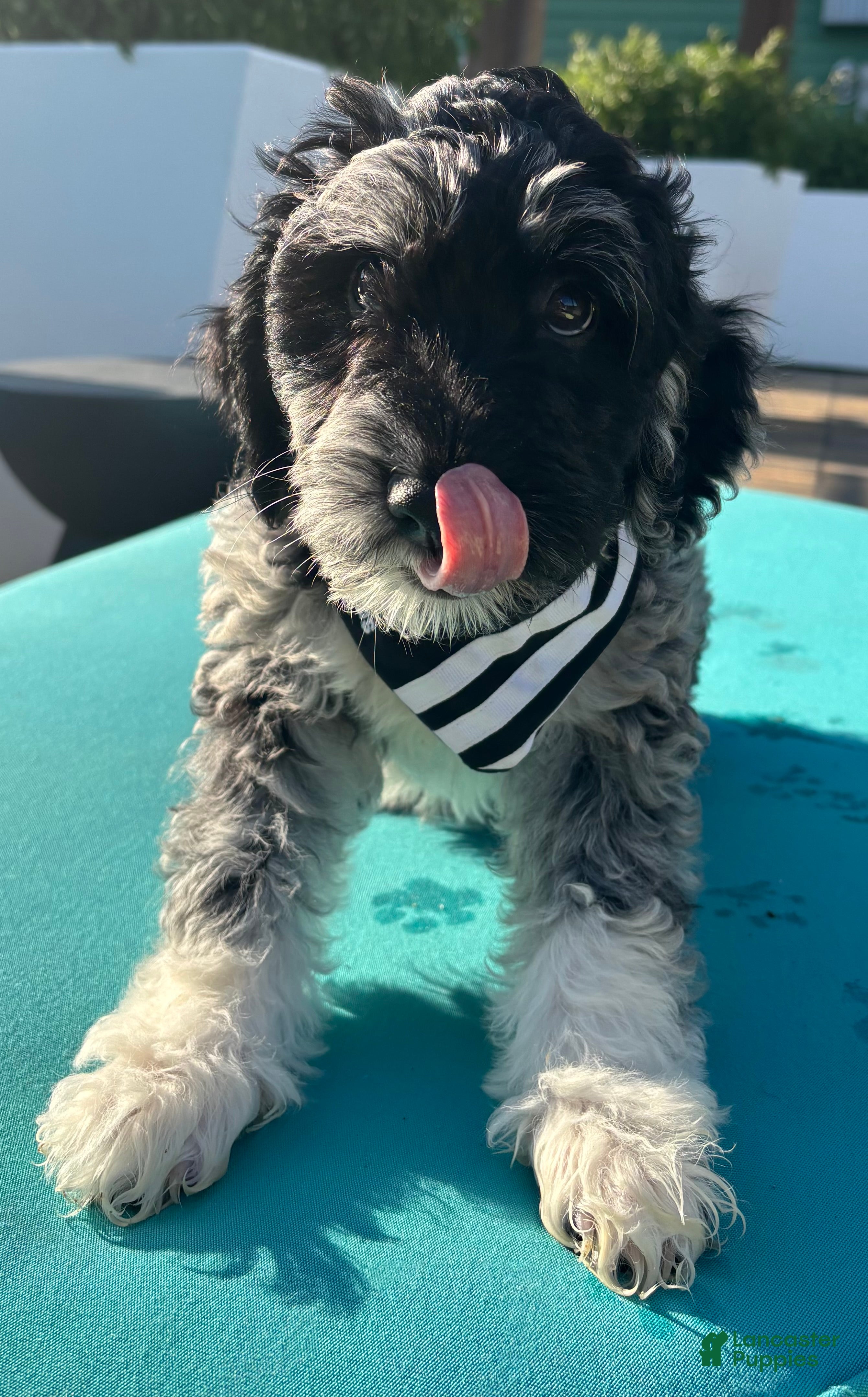 Goldendoodle dogs Luna  - Ad 2