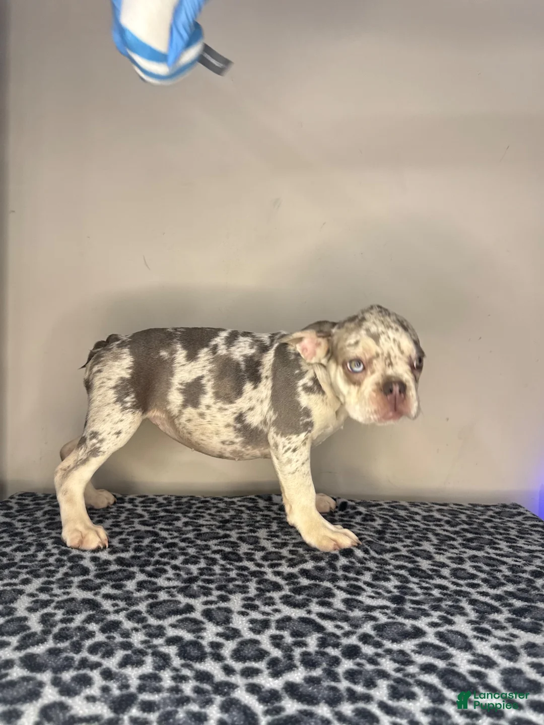 French Bulldog dogs for sale: French Bulldog 7 - Ad 2