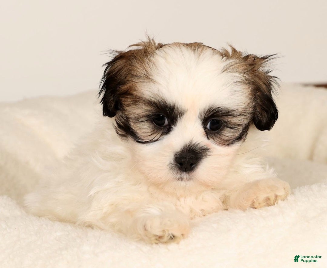 Malshi dogs for sale: Timmy - Ad 9