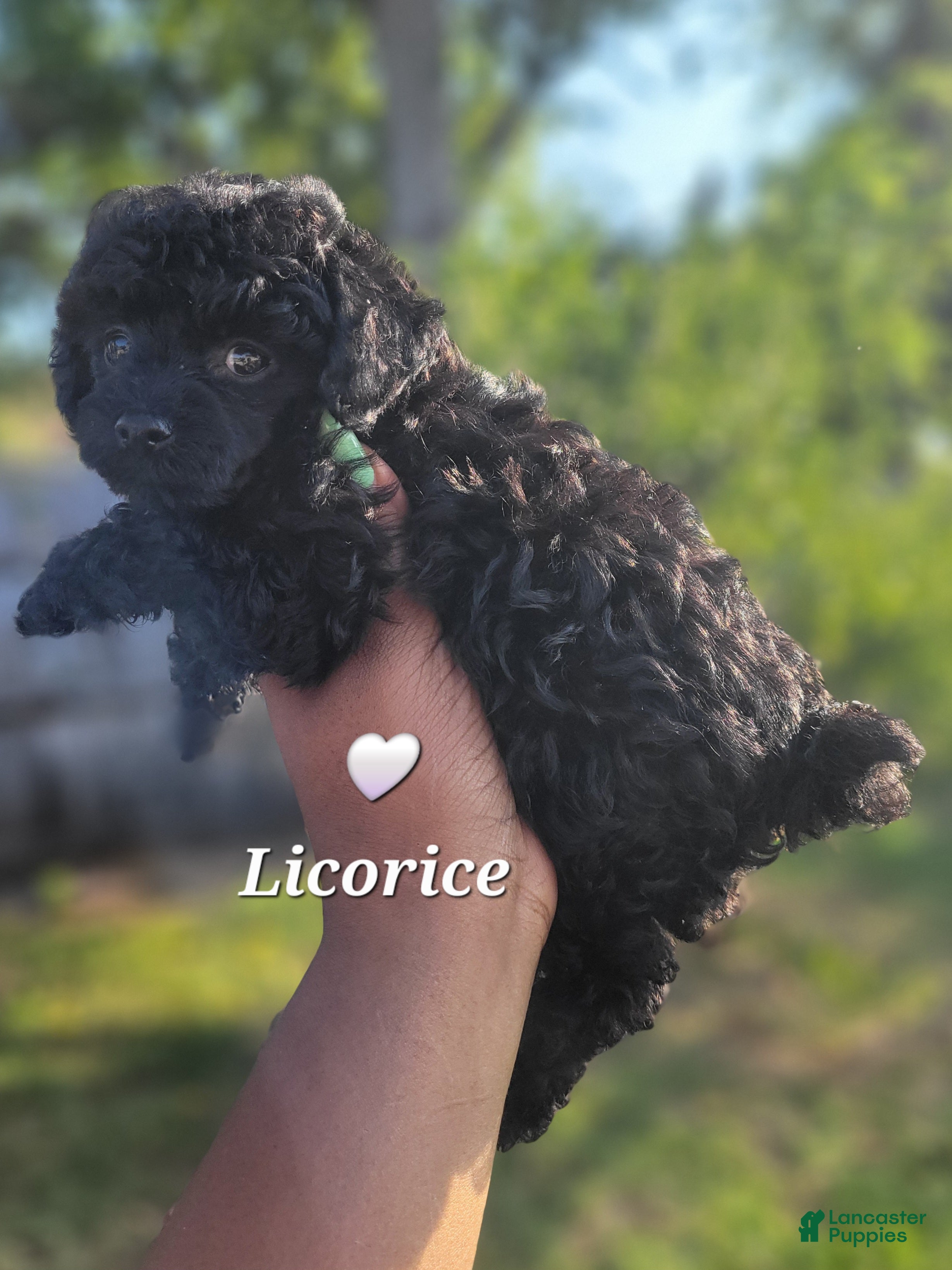 Toy Poodle dogs Jet Black Toy Poodle Female  - Ad 15