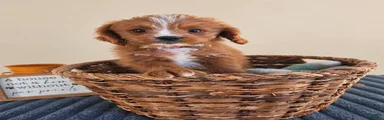 Newman
