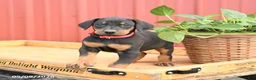 Doberman Pinscher dogs for sale: Roman - Ad 3
