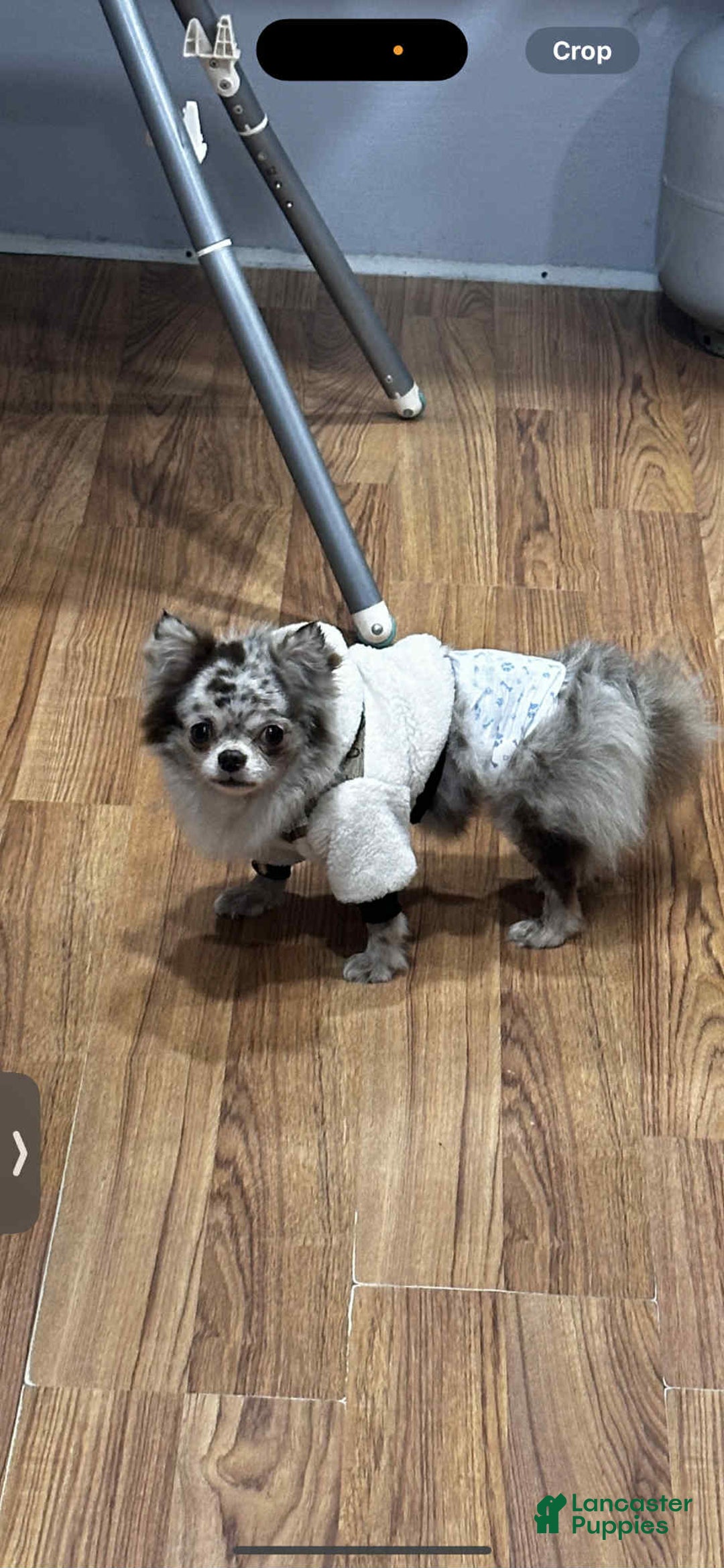 Chihuahua dogs for sale: Rosco - Ad 4