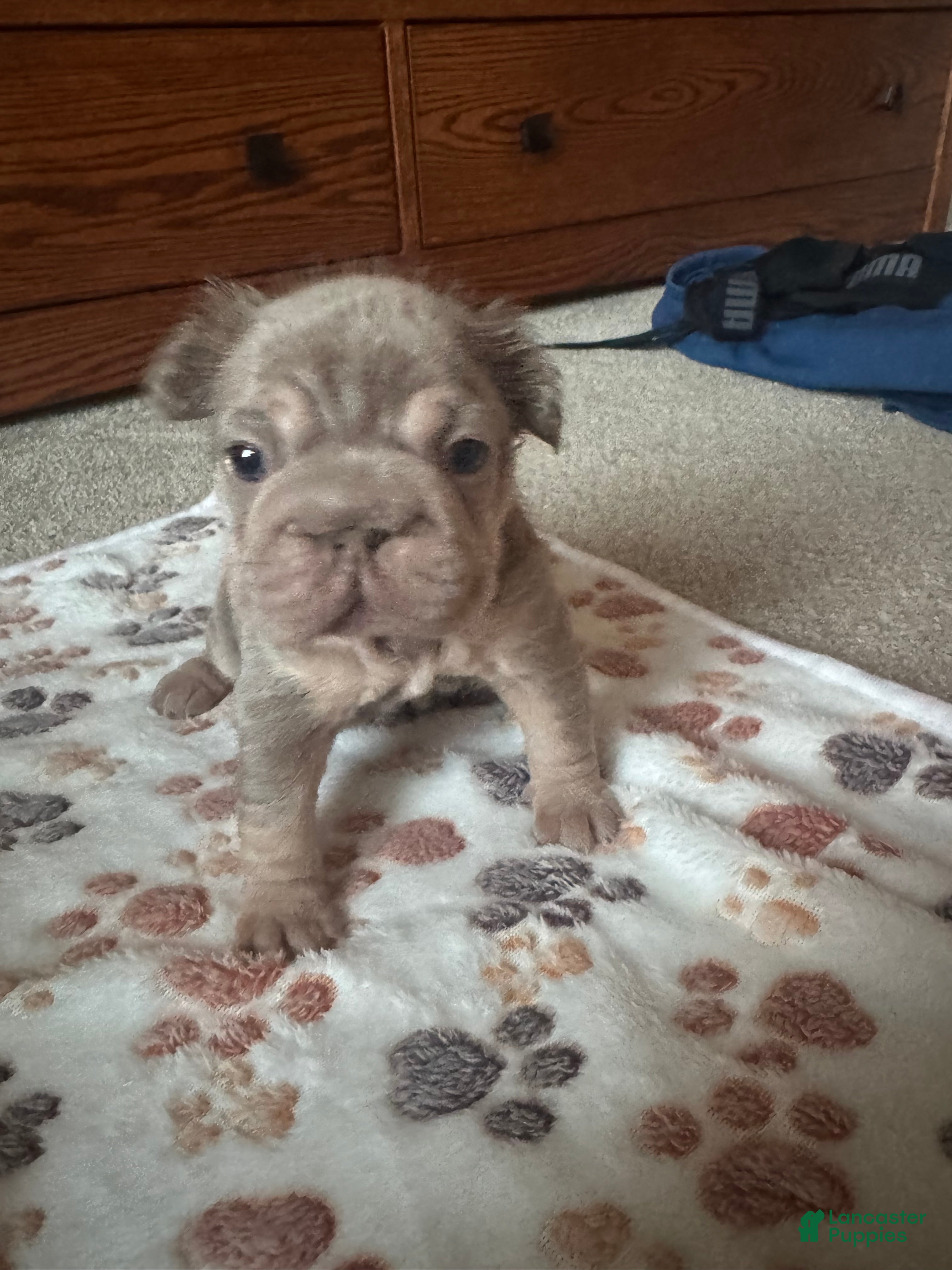 French Bulldog dogs Lucia - Ad 1