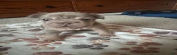 French Bulldog dogs for sale: Lucia - Ad 1