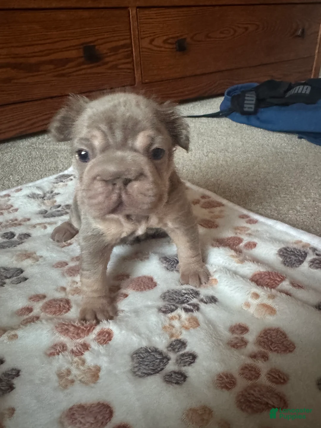 French Bulldog dogs for sale: Lucia - Ad 1