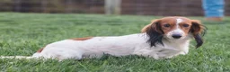 Miniature Dachshund dogs for sale: Maisie - Ad 10