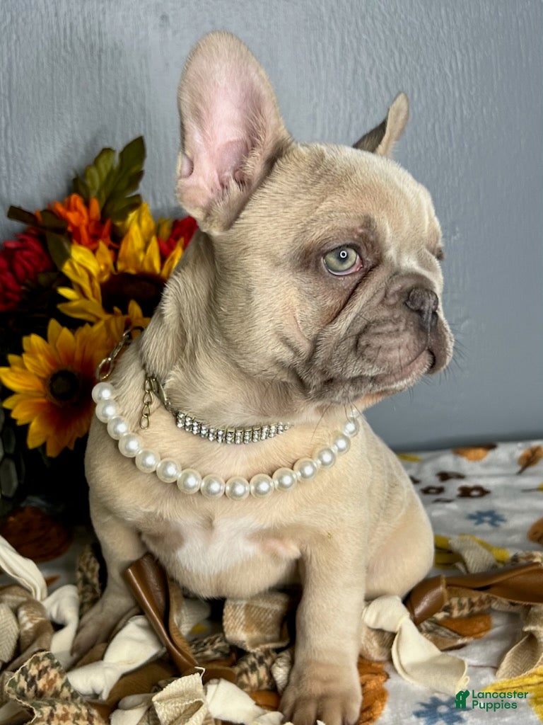 French Bulldog dogs for sale: Blue Fawn Merle Girl - Ad 1