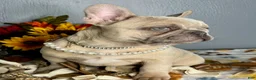 French Bulldog dogs for sale: Blue Fawn Merle Girl - Ad 1