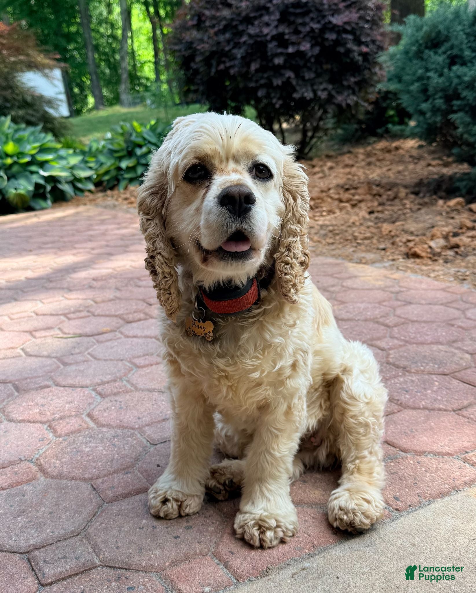 Cockapoo dogs "Whip" Cockapoo - Ad 2
