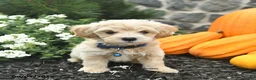 Maltipoo dogs for sale: Carson  - Ad 3
