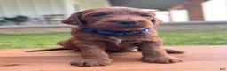 Irish Doodle dogs for sale: Douglas  - Ad 3