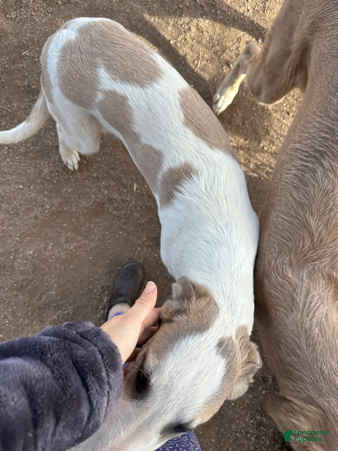 Mixed Breed dogs for sale: Journey - Ad 23