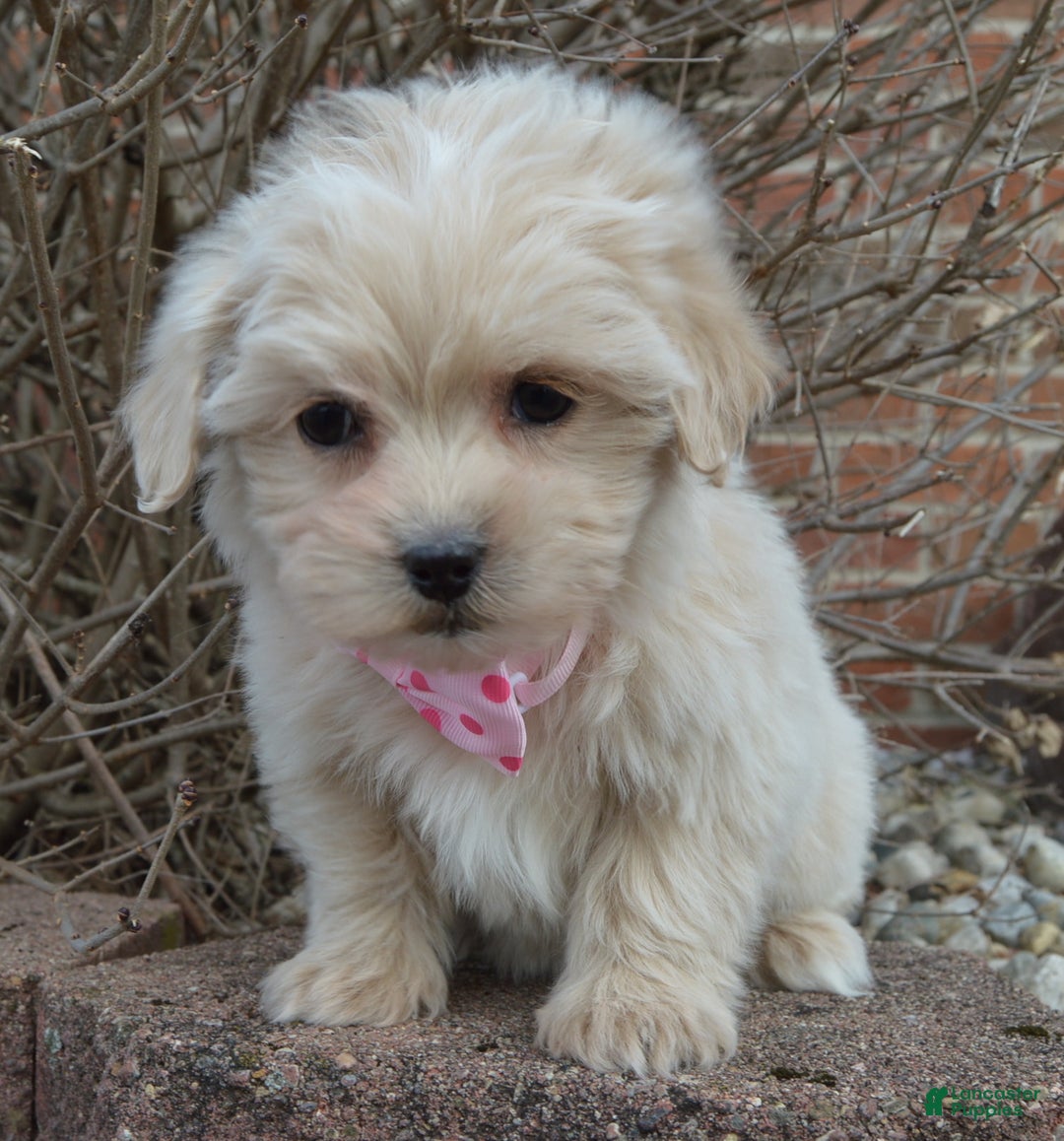Maltipoo dogs for sale: Marley - Ad 10