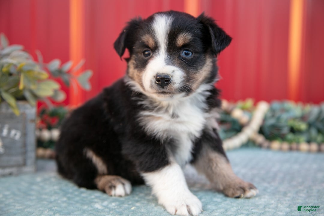 Miniature Australian Shepherd dogs for sale: Lynette - Ad 5