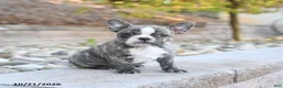 Frenchton dogs for sale: Justin - Ad 3