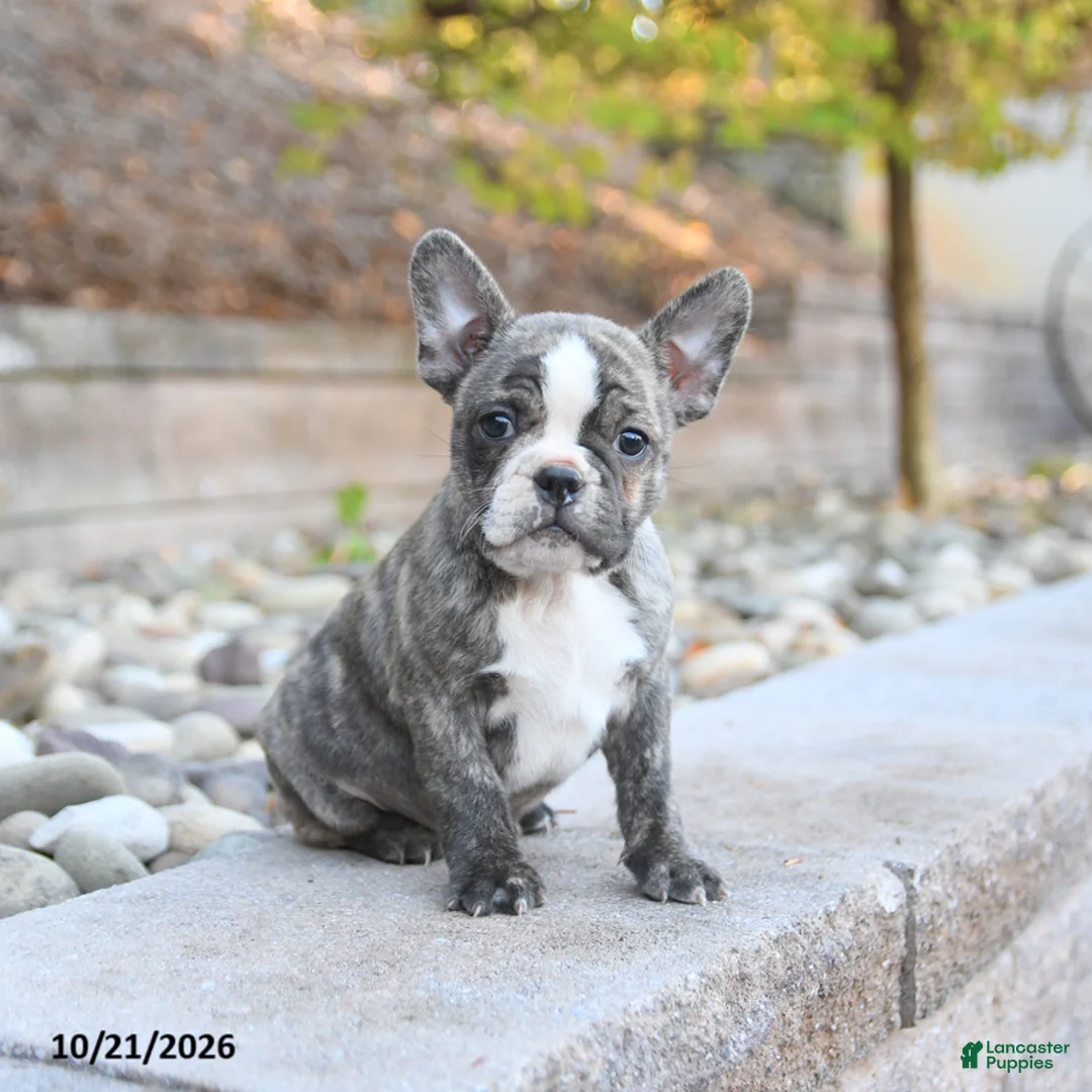 Frenchton dogs for sale: Justin - Ad 3
