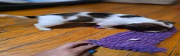 Miniature Dachshund dogs for sale: Grizz - Ad 14