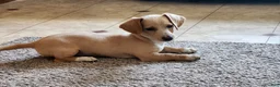 Miniature Dachshund dogs for sale: Ranger - Ad 4