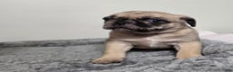 Pug dogs for sale: Pug Puppy lulu - Ad 5