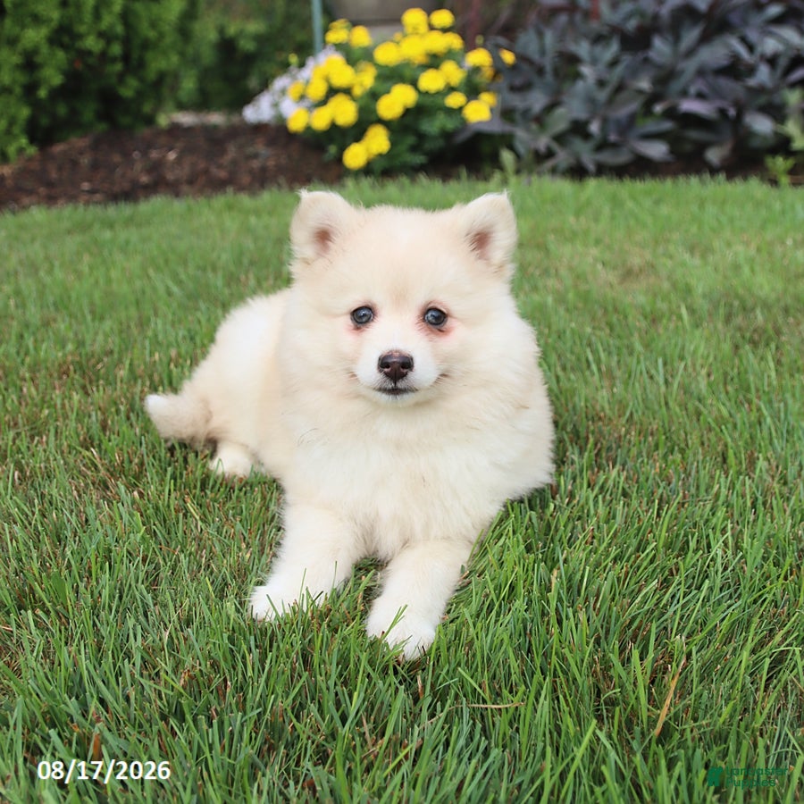 Pomsky dogs Sugar - Ad 2