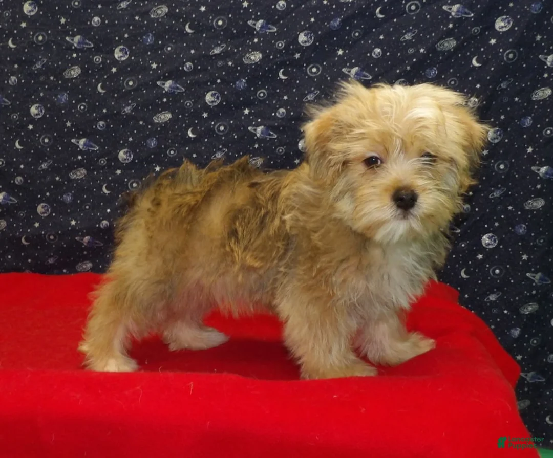 Morkie dogs for sale:  Fernando - Ad 1