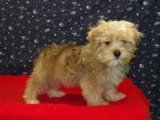 Morkie dogs Fernando - Ad 4