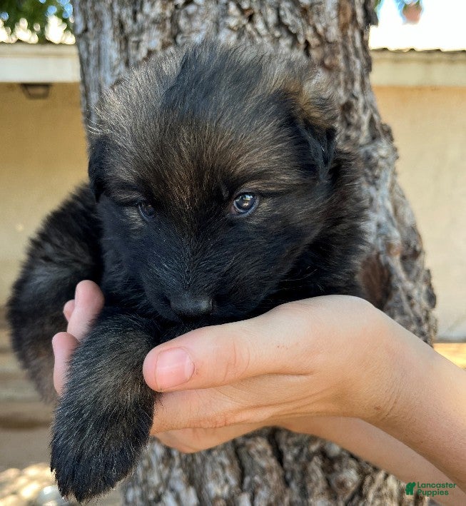 German Shepherd dogs Silver Sable Male  - Ad 34