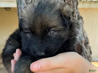 German Shepherd dogs Silver Sable Male - Ad 34