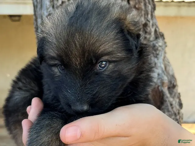 German Shepherd dogs for sale: Silver Sable Male - Ad 27