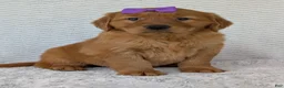 Golden Retriever dogs for sale: Miss Summer  - Ad 23